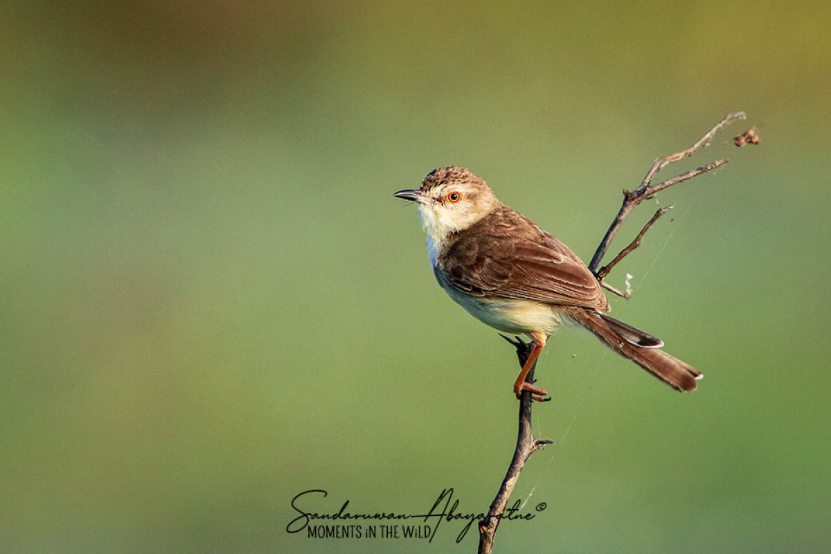 Prinia inornata Sykes, 1832